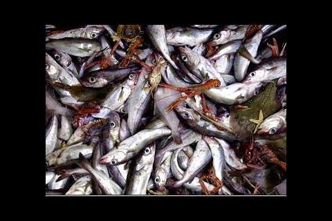 Worldwide overfishing is still an ‘unresolved concern’